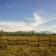 CryptoCactus