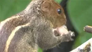 Western frontier legends