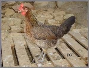 Inclusive communities building