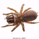 Wildlife photography expeditions