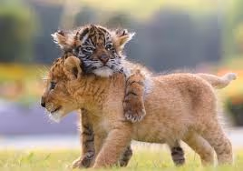 Cooking classes abroad