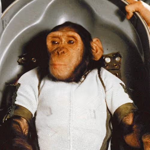 Little monkey