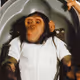 Little monkey