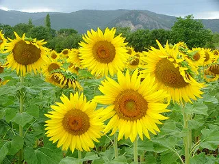 Entrepreneurship boot camps