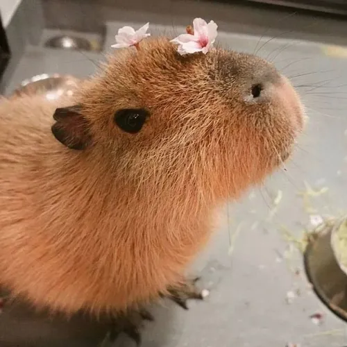 Capybara555