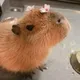 Capybara555