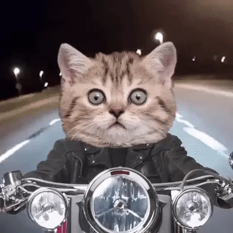 Catzone
