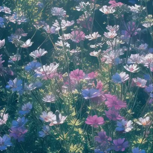 field