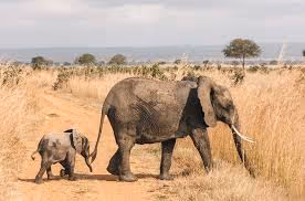 Medieval knights tales