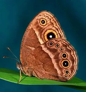 Remote work revolution