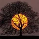 SomniaToTheMoon
