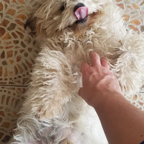 toy