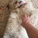 toy
