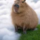 CApy