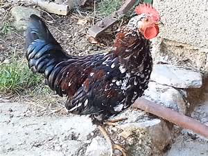 Savannah wildlife encounters