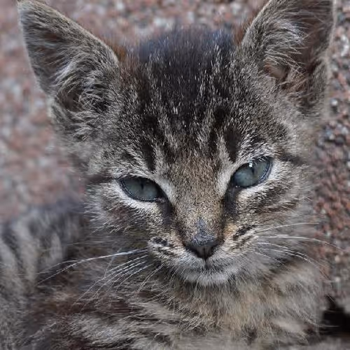 Nature conservation initiatives