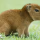 capy