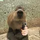 Capymeme