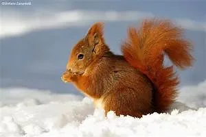 Bushido code adherence