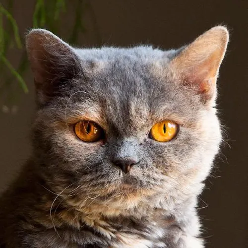 Egyptian pharaohs legacy