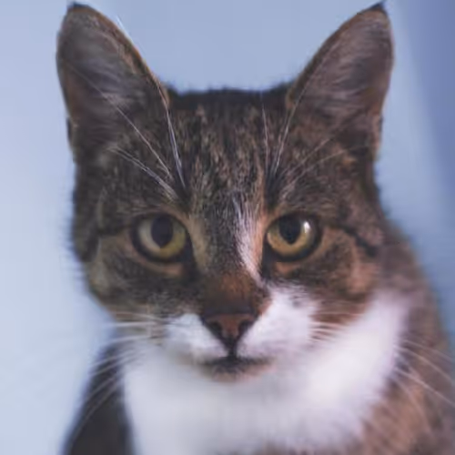 Spa and wellness retreats