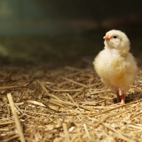 chicken