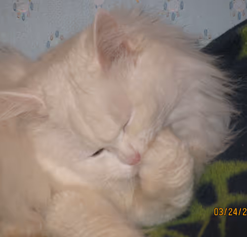 0xe03c983a7aed2e09fb94039bba9f33630c101a1b