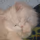 0xe03c983a7aed2e09fb94039bba9f33630c101a1b