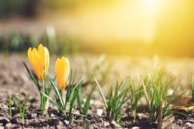 Spring