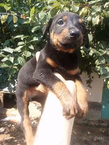 African safari adventures