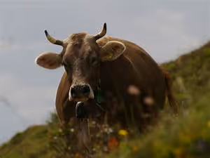 Interstellar travel dreams