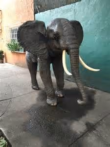 Culinary skills honed