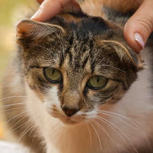 Effective communication skills