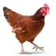 Fresh Chickens