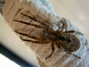 Education for all initiative