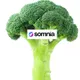Somnia life tree