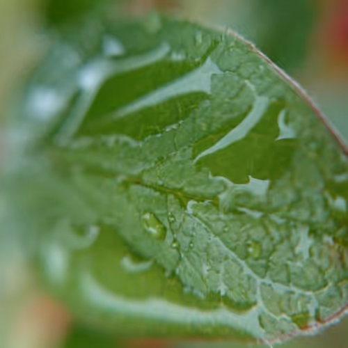 leaf