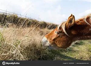 Pyramids and temples exploration