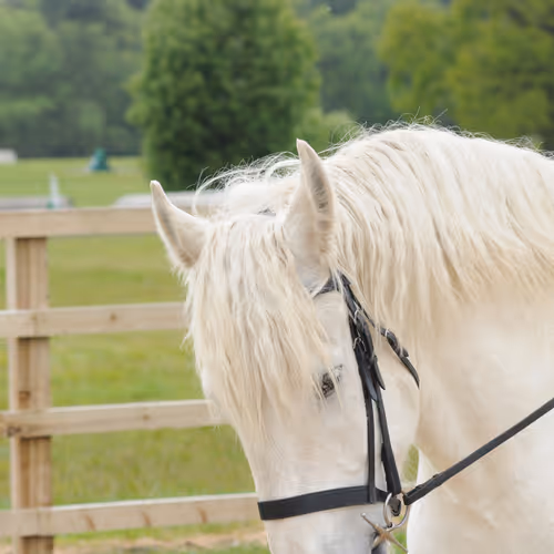 Japanese geisha traditions