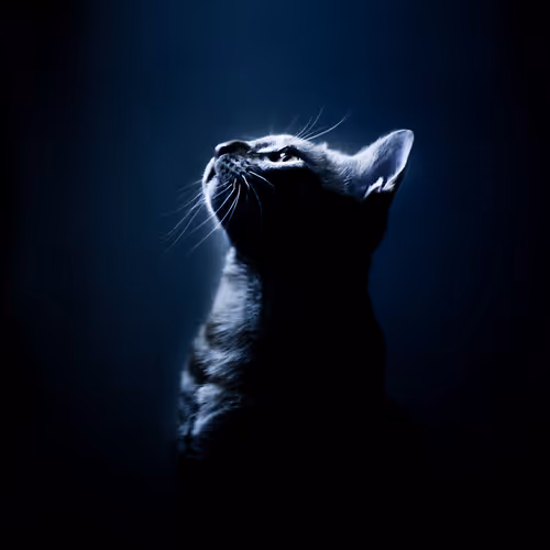 Tani
