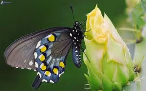 Aerial perspectives captured