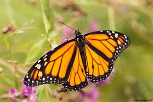 Literary creativity nurtured