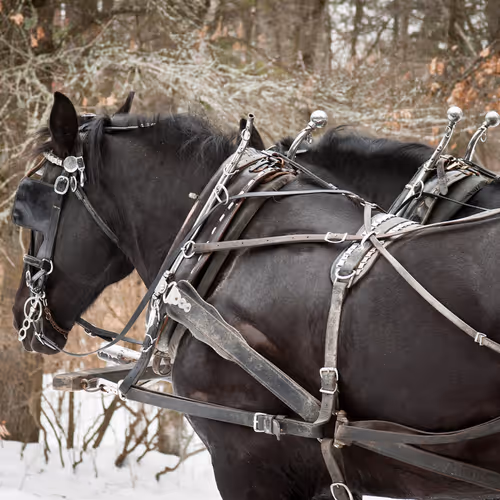 Remote work revolution