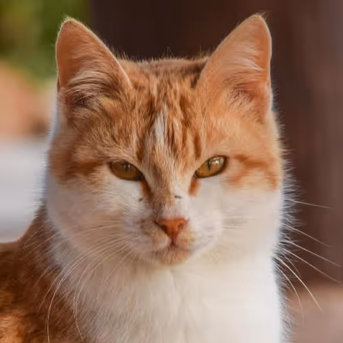 Conflict resolution workshops