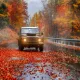 Autumn Colors