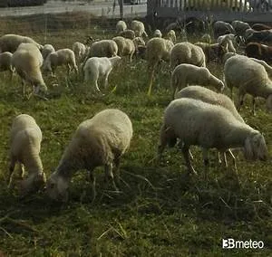 Treehouse accommodation stays