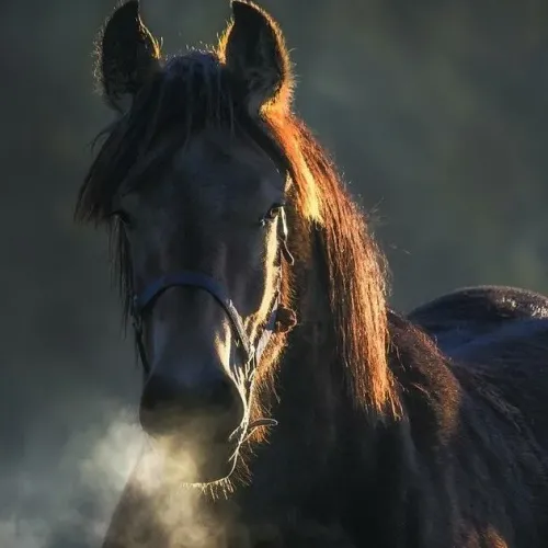 horse