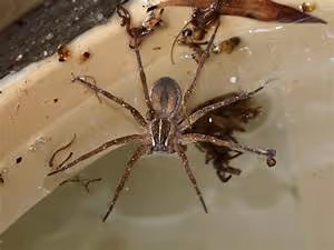 Animal welfare advocacy