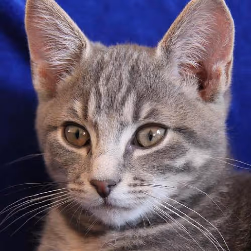 Mind-body harmony journeys