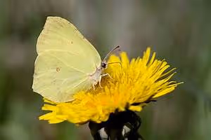 Antarctic polar expeditions